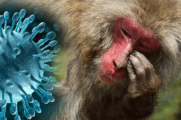 ಶಿವಮೊಗ್ಗದಲ್ಲಿ ಮಂಗನ ಕಾಯಿಲೆಗೆ 29 ವರ್ಷದ ಯುವಕ ಬಲಿ: ಸಿದ್ದಾಪುರದಲ್ಲಿ ಮಹಿಳೆಗೆ ಸೋಂಕು ದೃಢ