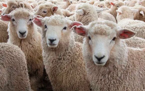 ಜೋಳದ ಚಿಗುರು ಸಿಪ್ಪೆ ಸೇವಿಸಿ 50ಕ್ಕೂ ಹೆಚ್ಚು ಕುರಿ ಮರಿಗಳು ಸಾವು