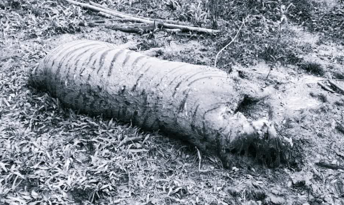 ಚಿಕ್ಕಮಗಳೂರು: ಭದ್ರಾ ಹುಲಿ ಸಂರಕ್ಷಿತ ಪ್ರದೇಶದಲ್ಲಿ ಭಾರೀ ಗಾತ್ರದ ಹುಲಿ ಸಾವು