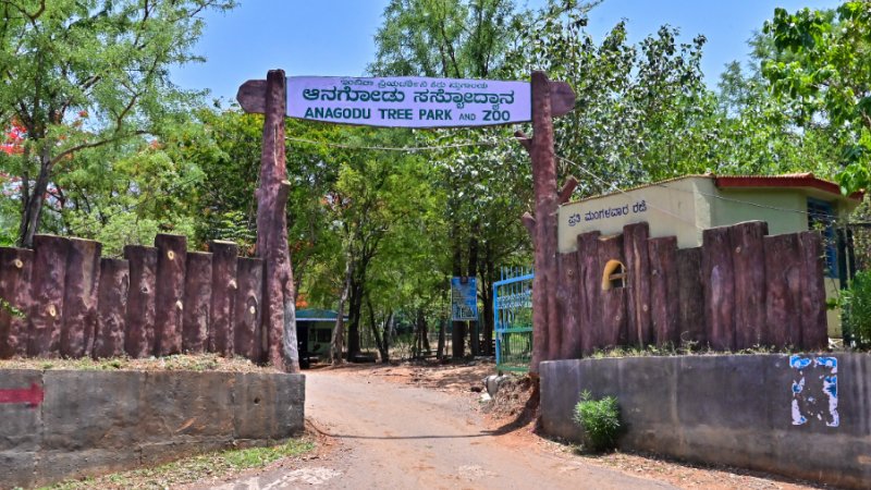 ಚುಕ್ಕಿ ಜಿಂಕೆಗಳ ಸರಣಿ ಸಾವು: ದಾವಣಗೆರೆ ಮೃಗಾಲಯದಲ್ಲಿ ಆತಂಕ, ವೀಕ್ಷಕರಿಗೆ ತಾತ್ಕಾಲಿಕ ನಿರ್ಬಂಧ