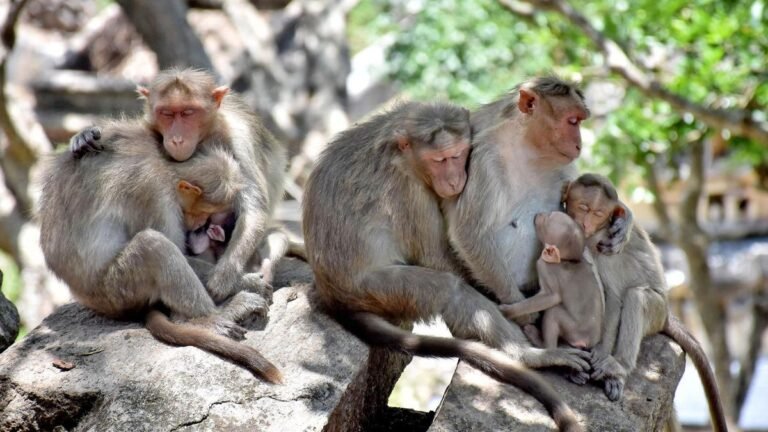 ದೇವರಾಯನದುರ್ಗ ಅರಣ್ಯ ಪ್ರದೇಶದಲ್ಲಿ 11 ಕೋತಿಗಳ ನಿಗೂಢ ಸಾವು