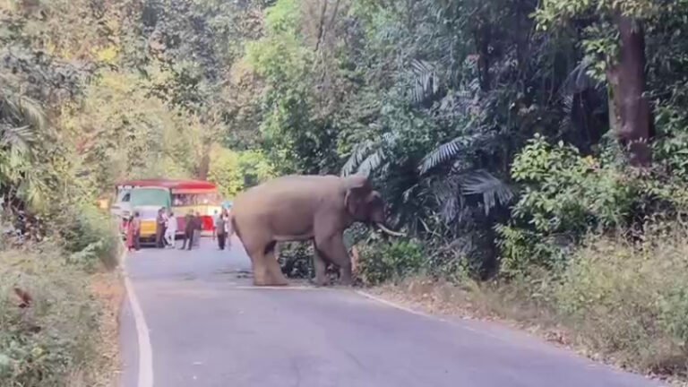 ಚಾರ್ಮಾಡಿ ಘಾಟಿಯಲ್ಲಿ ಒಂಟಿ ಸಲಗ ಆತಂಕ: ಮರ ಕೆಡವಿ 2 ಕಿಮೀ ಟ್ರಾಫಿಕ್ ಜಾಮ್