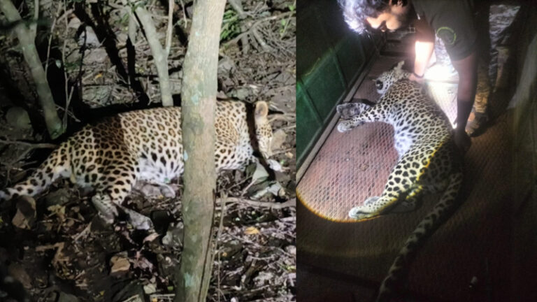 ಭಕ್ತನ ಜೀವ ತೆಗೆದ ಚಿರತೆ ಕೊನೆಗೂ ಸೆರೆ: ಮೃತನ ಕುಟುಂಬಕ್ಕೆ 5 ಲಕ್ಷ ಪರಿಹಾರ ವಿತರಣೆ