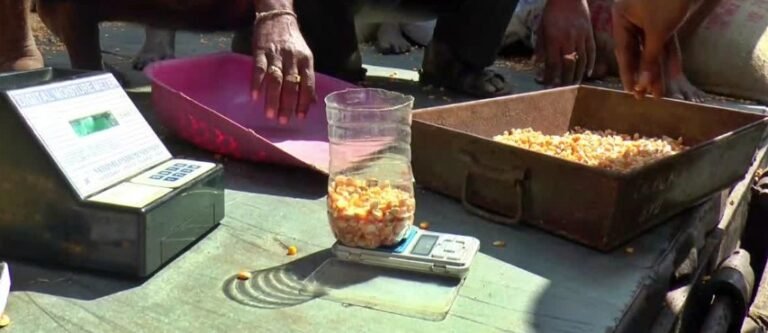 ಮುಗಿಯುತ್ತಿಲ್ಲ ಹಾವೇರಿ ಮೆಕ್ಕೆಜೋಳ ಬೆಳೆಗಾರರ ಸಮಸ್ಯೆ: ಕೆಎಂಎಫ್ ಖರೀದಿ ಕೇಂದ್ರಗಳಲ್ಲಿ ರಿಜೆಕ್ಷನ್, ರೈತರ ಆಕ್ರೋಶ