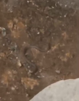 ಲಕ್ಕುಂಡಿ ಉತ್ಖನನ ಸ್ಥಳದಲ್ಲಿ ನಿಜ ಹಾವು ಪತ್ತೆ: ಮೂರು ಹೆಡೆ ನಾಗರ ಶಿಲೆಯ ಬಳಿಕ ಮತ್ತೊಂದು ಅಚ್ಚರಿ