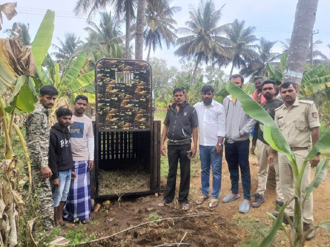 ಚಾಮರಾಜನಗರ| ಹುಲಿ ದಾಳಿಗೆ ಹಸು ಬಲಿ; ಗ್ರಾಮಸ್ಥರಲ್ಲಿ ಹೆಚ್ಚಿದ ಆತಂಕ