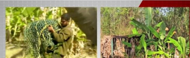 ಚಾಮರಾಜನಗರ: ಗ್ರಾಮಸ್ಥರ ನಿದ್ದೆಗೆಡಿಸಿದ್ದ ತಾಯಿ ಹುಲಿ ಸೆರೆ; ಪತ್ತೆಯಾಗದ 4 ಮರಿಹುಲಿಗಳು, ಅರಣ್ಯ ಇಲಾಖೆ ಶೋಧ