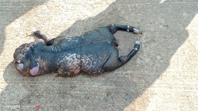 ಮಂಡ್ಯ| ಹಂದಿ ಮುಖದಂತಿರುವ ವಿಚಿತ್ರ ಮೇಕೆ ಮರಿ ಜನನ; ಹುಟ್ಟಿದ ಕೆಲವೇ ಕ್ಷಣದಲ್ಲಿ ಸಾವು!