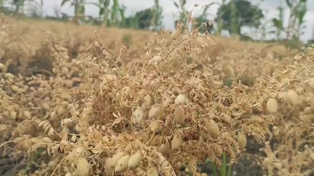 ಗದಗ| ಚಿನ್ನದ ನಿಧಿ ಸಿಕ್ಕ ಬೆನ್ನಲ್ಲೇ ಐತಿಹಾಸಿಕ ಲಕ್ಕುಂಡಿಯಲ್ಲಿ ಜಮೀನು ಬೆಲೆ ದುಬಾರಿ!