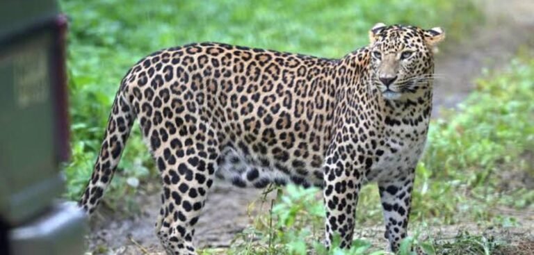 ಚಾಮರಾಜನಗರದಲ್ಲಿ ಚಿರತೆ ಹಾವಳಿ; ವ್ಯಕ್ತಿ ಮೇಲೆ ಏಕಾಏಕಿ ದಾಳಿ, ಪ್ರಾಣಾಪಾಯದಿಂದ ಪಾರು