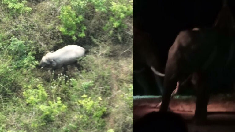 ಸಕಲೇಶಪುರ | ಮಹಿಳೆಯನ್ನು ಬಲಿ ಪಡೆದಿದ್ದ ಪುಂಡಾನೆ ಕೊನೆಗೂ ಸೆರೆ – ನಿಟ್ಟುಸಿರು ಬಿಟ್ಟ ಗ್ರಾಮಸ್ಥರು