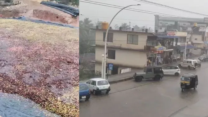 ಚಿಕ್ಕಮಗಳೂರಿನಲ್ಲಿ ವರ್ಷಧಾರೆಗೆ ಜನತೆ ತತ್ತರ; ಅಕಾಲಿಕ ಮಳೆಗೆ ಕೊಚ್ಚಿಹೋದ ಕಾಫಿ, ಬೆಳೆಗಾರರು ಆತಂಕ!