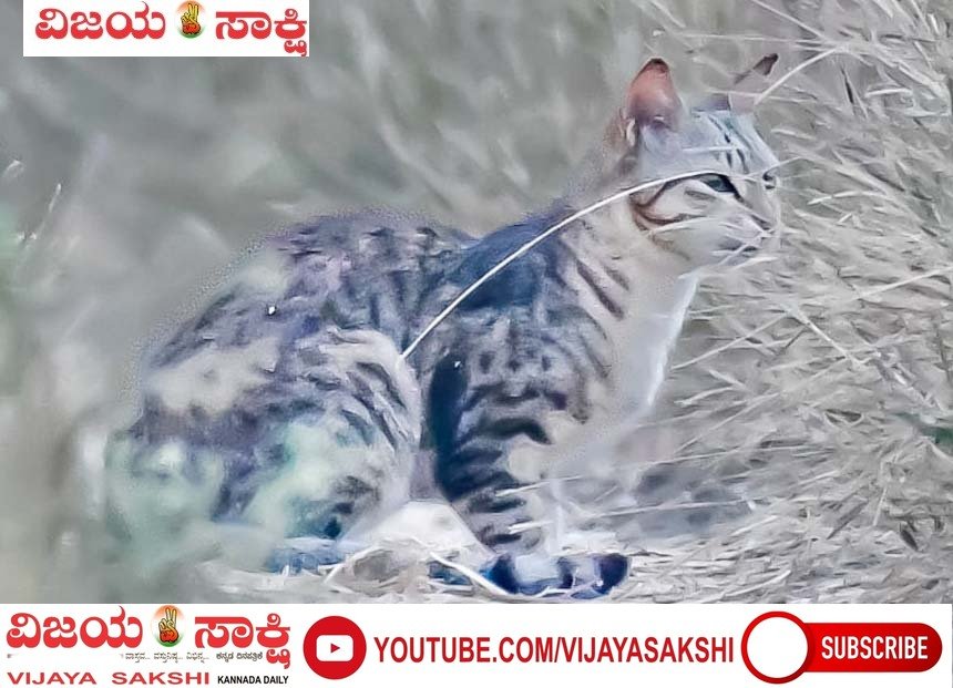 ಹೈಬ್ರಿಡ್ ಕಾಡು ಬೆಕ್ಕು ಪತ್ತೆ