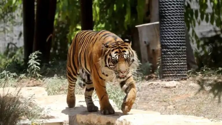 ಚಾಮರಾಜನಗರ: ಇಂದಿನಿಂದ ರಾಜ್ಯದಲ್ಲಿ ಹುಲಿ ಗಣತಿ ಆರಂಭ!