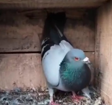 ಶಬರಿಮಲೆಯಿಂದ 900 ಕಿ.ಮೀ ಹಾರಾಟ: ಮರಳಿ ಗೂಡು ಸೇರಿದ ಪಾರಿವಾಳ