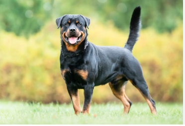 ಪೊಲೀಸ್ ಠಾಣೆ ಮೆಟ್ಟಿಲೇರಿದ ಸಾಕು ನಾಯಿ ಜಗಳ! ಅಷ್ಟಕ್ಕೂ ಆಗಿದ್ದೇನು..?