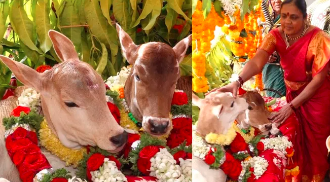 ಅವಳಿ ಕರುಗಳಿಗೆ ಅದ್ಧೂರಿ ತೊಟ್ಟಿಲು ಶಾಸ್ತ್ರ: ರಾಮಗಿರಿ ಗ್ರಾಮದಲ್ಲಿ ಅಪರೂಪದ ಸಂಭ್ರಮ