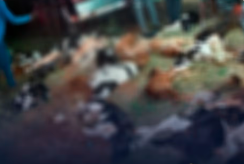 ಕಸಾಯಿಖಾನೆಗೆ ಸಾಗಿಸುತ್ತಿದ್ದ ವಾಹನ ಪಲ್ಟಿ: 8 ಕರುಗಳು ಸ್ಥಳದಲ್ಲೇ ಸಾವು, ಚೆಲ್ಲಾಪಿಲ್ಲಿಯಾಗಿ ಬಿದ್ದಿದ್ದ ಪುಟ್ಟ ಕರುಗಳ ದೇಹ