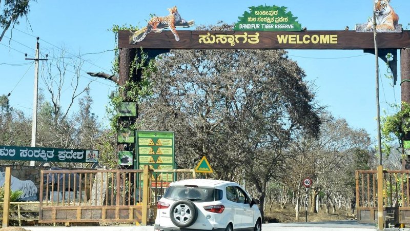 ಹುಲಿ ದಾಳಿ ಬಳಿಕ ಸ್ಥಗಿತಗೊಂಡಿದ್ದ ಸಫಾರಿ ಮತ್ತೆ ಚಾಲು: ಬಂಡೀಪುರದಲ್ಲಿ ಬಿಗಿ ಬಂದೋಬಸ್ತ್