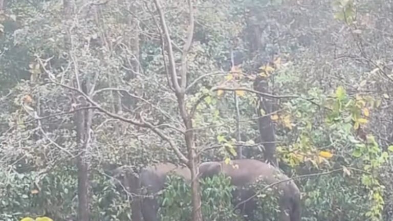 ಕಾಫಿನಾಡಲ್ಲಿ ಗಜಭೀತಿ : ನಗರ ಸಮೀಪವೇ ಪುಂಡಾನೆಗಳು, ಕೃಷಿಕರಿಗೆ ಜೀವಭಯ