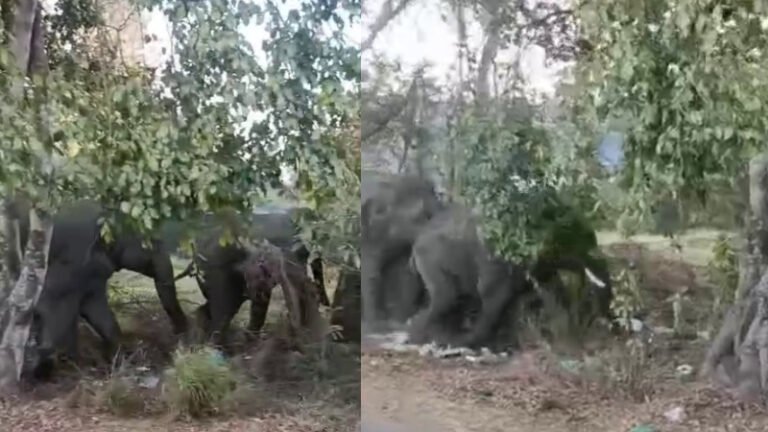 ಆನೇಕಲ್| ಕಾಡಾನೆ ದಾಳಿಗೆ ರೈತ ಸಾವು, ಮಗ ಗಂಭೀರ!