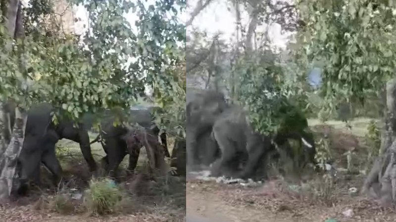 ಆನೇಕಲ್| ಕಾಡಾನೆ ದಾಳಿಗೆ ರೈತ ಸಾವು, ಮಗ ಗಂಭೀರ!
