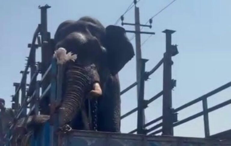 ಮೈಸೂರು| ಜನರಿಗೆ ಉಪಟಳ ನೀಡುತ್ತಿದ್ದ ಗಂಡಾನೆ ಸೆರೆ; ನಿಟ್ಟುಸಿರು ಬಿಟ್ಟ ಗ್ರಾಮಸ್ಥರು