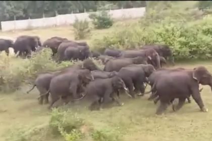 ಕನಕಪುರ| ಕಾಡಂಚಿನ ಗ್ರಾಮದಲ್ಲಿ 40 ಕಾಡಾನೆಗಳ ಹಿಂಡು ಪ್ರತ್ಯಕ್ಷ – ಆತಂಕಗೊಂಡ ಗ್ರಾಮಸ್ಥರು