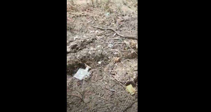 ಲಕ್ಕುಂಡಿ ದೇವಸ್ಥಾನದಲ್ಲಿ ನಿಜ ನಾಗಸರ್ಪ ದರ್ಶನ! ಜೀರ್ಣೋದ್ಧಾರ ವೇಳೆ ಕಾರ್ಮಿಕರಲ್ಲಿ ಆತಂಕ