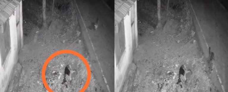 ರಾಮನಗರ| ರಸ್ತೆಯಲ್ಲಿ ಮಲಗಿದ್ದ ಬೀದಿನಾಯಿ ಹೊತ್ತೊಯ್ದ ಚಿರತೆ; ಗ್ರಾಮಸ್ಥರಲ್ಲಿ ಆತಂಕ!