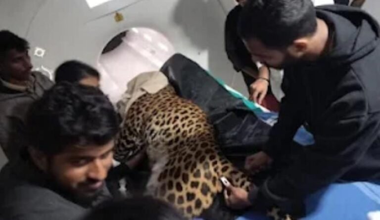 ಶಿವಮೊಗ್ಗ| ಖಾಸಗಿ ಆಸ್ಪತ್ರೆಯಲ್ಲಿ ಮೃಗಾಲಯದ 15 ವರ್ಷದ ಗಂಡು ಚಿರತೆಗೆ ಸ್ಕ್ಯಾನಿಂಗ್!