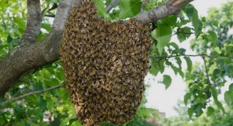 ವಿಜಯನಗರ | ಹಂಪಿಯಲ್ಲಿ ಪ್ರವಾಸಿಗರ ಮೇಲೆ ಹೆಜ್ಜೆನು ದಾಳಿ!