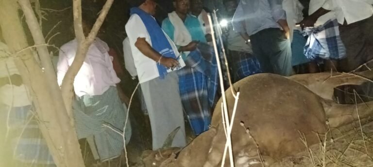 ರೈತನ ಬದುಕನ್ನೇ ನಾಶಮಾಡಿದ ಬೇಟೆಗಾಗಿ ಇಟ್ಟ ನಾಡ ಬಾಂಬ್: ಎರಡು ಹೋರಿಗಳು ಸಾವು