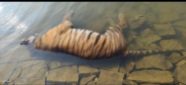 ಚಾಮರಾಜನಗರ| ಉರುಳಿಗೆ ಸಿಲುಸಿ ಬೃಹತ್ ಗಾತ್ರದ ಹುಲಿ ಸಾವು!