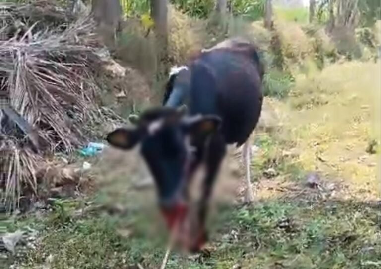 K. M ದೊಡ್ಡಿ ಸಮೀಪ ನಾಡಬಾಂಬ್ ಸ್ಫೋಟ: ಹಸುವಿನ ಬಾಯಿ ಛಿದ್ರ, ಸ್ಥಿತಿ ಗಂಭೀರ!