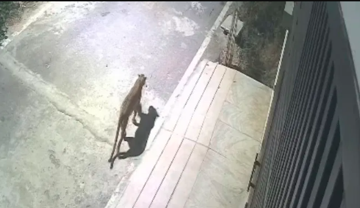 ಅಂಜನಾಪುರದ ಬಳಿ ಕಾಣಿಸಿಕೊಂಡ ಚಿರತೆ..! ಸಿಸಿಟಿವಿ ವಿಡಿಯೋ ವೈರಲ್