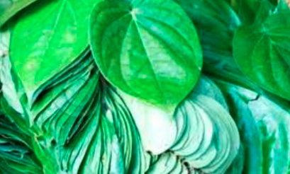 ವೀಳ್ಯದೆಲೆ ತಿನ್ನುವುದರಿಂದ ಸಿಗುವ ಪ್ರಯೋಜನಗಳು: ಕೇಳಿದ್ರೆ ನೀವೇ ಶಾಕ್​ ಆಗ್ತೀರಿ!