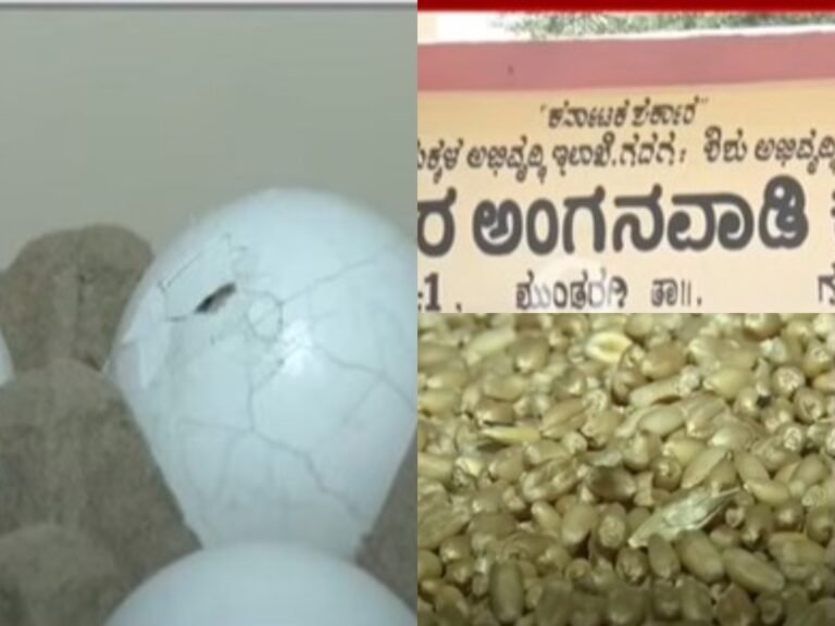 ಅನುದಾನ ವಿಳಂಬದ ದೋಷವೇ? ಗದಗ ಅಂಗನವಾಡಿಗಳಲ್ಲಿ ಮೊಟ್ಟೆ ಹಣವೇ ಇಲ್ಲ, ಕಳಪೆ ಗೋಧಿ ಪೂರೈಕೆ ಆರೋಪ