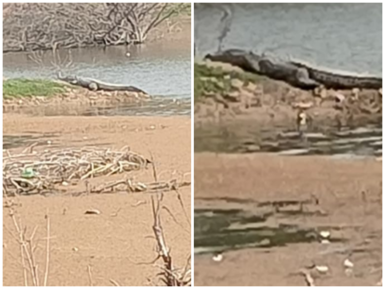 ಹಗರಿ ಹಳ್ಳದಲ್ಲಿ ಭಾರೀ ಗಾತ್ರದ ಮೊಸಳೆ ಪ್ರತ್ಯಕ್ಷ: ಆತಂಕದಲ್ಲಿ ಗ್ರಾಮಸ್ಥರು!