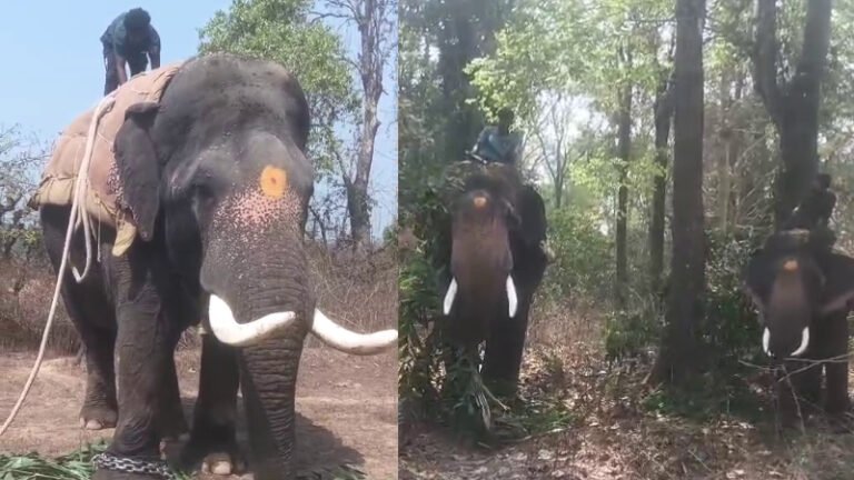 ಚಿಕ್ಕಮಗಳೂರು | ನರಹಂತಕ ಕಾಡಾನೆ ಸೆರೆಗೆ ಸಕ್ರೆಬೈಲ್‌ ಕ್ಯಾಂಪ್‌ನ ಸಾಕಾನೆ ಬಳಕೆ