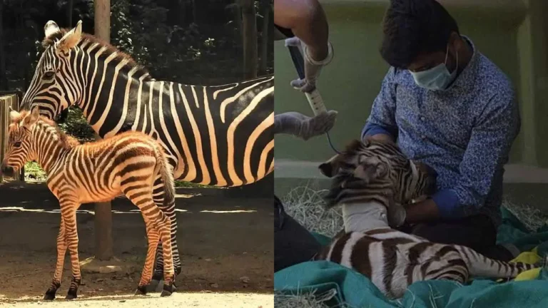 ಇಸ್ರೇಲ್‌ನಿಂದ ತರಲಾಗಿದ್ದ ಜೀಬ್ರಾ ‘ಪ್ರಾಚಿ’ ಚಿಕಿತ್ಸೆ ಫಲಿಸದೆ ಸಾವು: ಎರಡು ದಿನಗಳ ಹಿಂದೆ ಜನಿಸಿದ್ದ ಮರಿ ಅನಾಥ