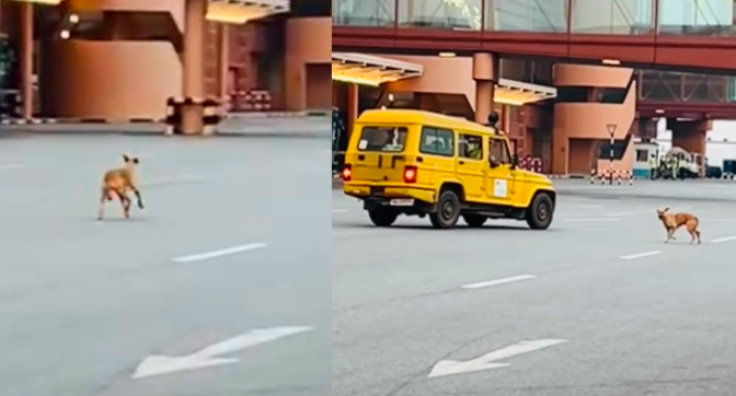 ಕೆಂಪೇಗೌಡ ವಿಮಾನ ನಿಲ್ದಾಣದಲ್ಲಿ ಭದ್ರತಾ ಲೋಪ: ರನ್ ವೇಯಲ್ಲಿ ಬೀದಿ ನಾಯಿಗಳ ಓಡಾಟ, ತಪ್ಪಿದ ಭಾರೀ ಅನಾಹುತ