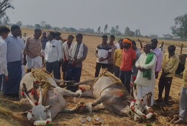 Gadag Breaking: ಆಕಸ್ಮಿಕವಾಗಿ ಜೋಡೆತ್ತುಗಳ ಸಾವು, ರೈತನ ಆಕ್ರಂದನ