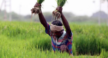 ಚಿತ್ರದುರ್ಗ ಜಿಲ್ಲೆಯ 7,880 ರೈತರಿಗೆ 12.40 ಕೋಟಿ ರೂ. ಬೆಳೆ ವಿಮಾ ಪರಿಹಾರ ಬಿಡುಗಡೆ