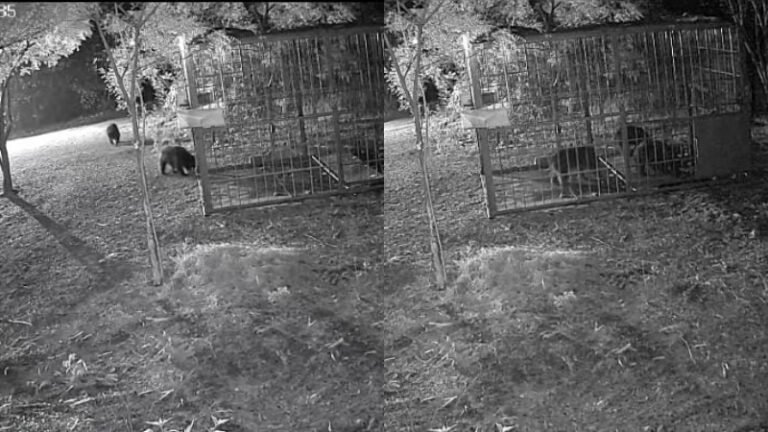 ಹೊಸ ತಂತ್ರಜ್ಞಾನ ಬಳಸಿ 3 ಕರಡಿಗಳನ್ನು ಏಕಕಾಲಕ್ಕೆ ಸೆರೆಹಿಡಿದ ಅರಣ್ಯ ಇಲಾಖೆ ಅಧಿಕಾರಿಗಳು!