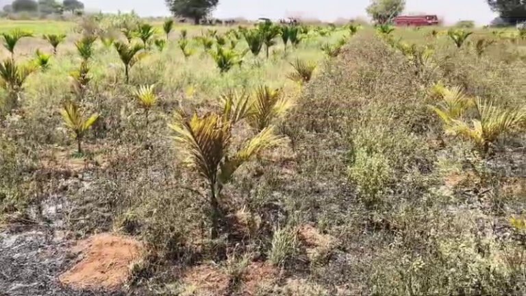 ದಾವಣಗೆರೆಯಲ್ಲಿ ತೋಟಕ್ಕೆ ಬೆಂಕಿ: 1500ಕ್ಕೂ ಹೆಚ್ಚು ಅಡಿಕೆ ಗಿಡಗಳು ಭಸ್ಮ!