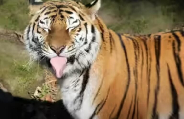 ಚಾಮರಾಜನಗರ| ಭೀಮನಬೀಡು ಗ್ರಾಮದಲ್ಲಿ ಹುಲಿ ದಾಳಿ, ಹಸು ಬಲಿ!