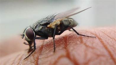 ನೊಣಗಳು-ಸೊಳ್ಳೆಗಳ ಕಾಟದಿಂದ ಮುಕ್ತಿ ಪಡೆಯಲು ಈ ಸಿಂಪಲ್‌ ಮನೆಮದ್ದುಗಳನ್ನು ಪ್ರಯತ್ನಿಸಿ!