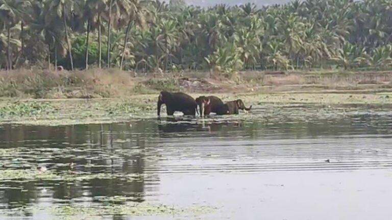 ಚನ್ನಪಟ್ಟಣದಲ್ಲಿ ಕಾಡಾನೆಗಳ ಹಾವಳಿ: ಕೆರೆಯಲ್ಲಿ ಆನೆಗಳ ಹಿಂಡು ಕಂಡು ಗ್ರಾಮಸ್ಥರಲ್ಲಿ ಆತಂಕ!
