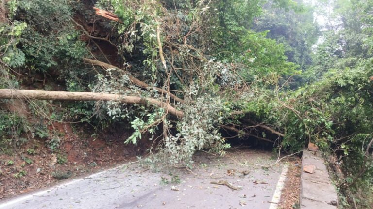 ರಸ್ತೆಗೆ ಅಡ್ಡಲಾಗಿ ಬಿದ್ದ ಬೃಹತ್ ಮರ: ಆಗುಂಬೆ ಘಾಟ್‌ನಲ್ಲಿ ಸಂಚಾರ ಬಂದ್!